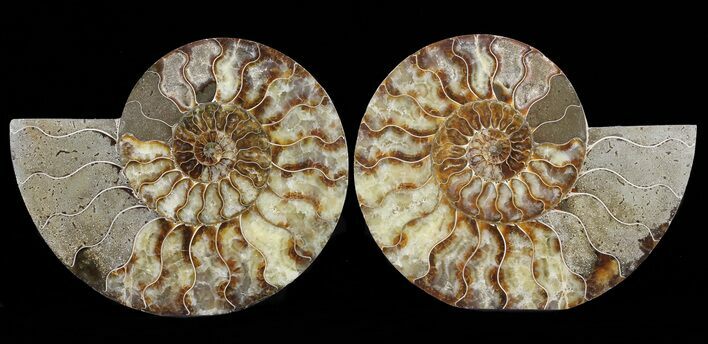 Cut & Polished Ammonite Fossil - Agatized #60283